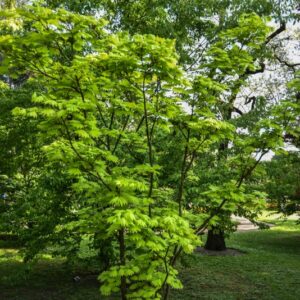 ACER, SHIRASAWANUM, AUREUM, ACERACEAE - 2638