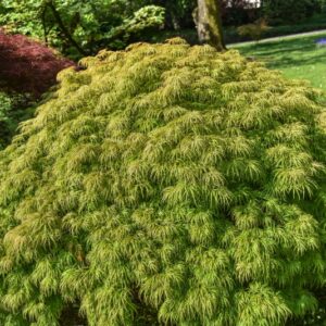 ACER, PALMATUM, DISSECTUM, ATROPURPUREUM, RED AUTUMN LACE, ACERACEAE - 2641