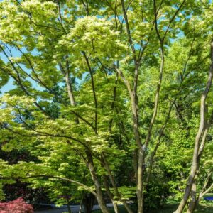 ACER, PALMATUM, SHIGITATSU SAWA, ACERACEAE - 2644