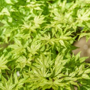 ACER, PALMATUM, SHIGITATSU SAWA, ACERACEAE - 2643