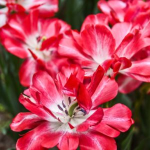 TULIPA, TULIPANO, CARTOUCHE, LILIACEAE - 2646