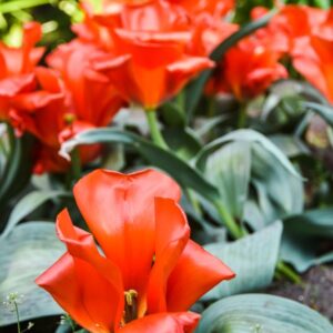 TULIPA, TULIPANO, GIANT ORANGE SUNSET, LILIACEAE - 2649