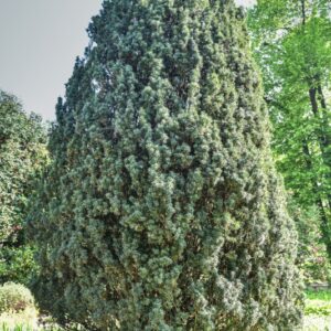 TAXUS, TASSO, BACCATA, VAR FASTIGIATA, TAXACEAE, NORD IRLANDA - 2654