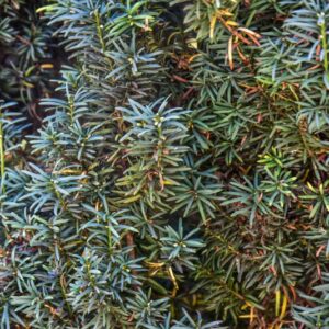 TAXUS, TASSO, BACCATA, VAR FASTIGIATA, TAXACEAE, NORD IRLANDA - 2655