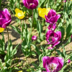 TULIPA, TULIPANO, YOKOAMA, NEGRITA, LILIACEAE - 2657