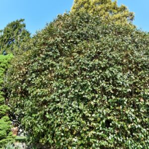 ITEA, ILICIFOLIA, ITEACEAE, CINA - 2660