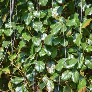 ITEA, ILICIFOLIA, ITEACEAE, CINA - 2661