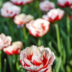 TULIPA, TULIPANO, ZIZANIE, LILIACEAE - 2663