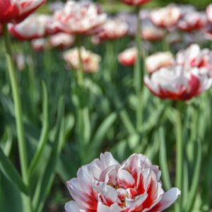 TULIPA, TULIPANO, ZIZANIE, LILIACEAE - 2664