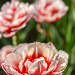 TULIPA, TULIPANO, ZIZANIE, LILIACEAE  - 2665