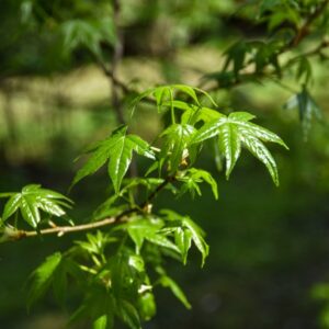 LIQUIDAMBAR, STYRACIFLUA VARIEGATA, HAMAMELIDACEAE - 2670
