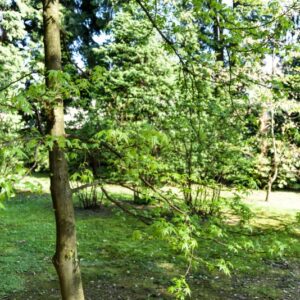 LIQUIDAMBAR, STYRACIFLUA VARIEGATA, HAMAMELIDACEAE - 2671