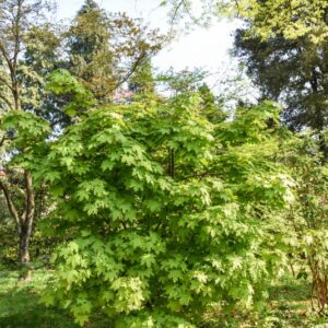 ACER, GLOBOSUM, ACERO, ACERACEAE - 2675