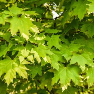 ACER, GLOBOSUM, ACERO, ACERACEAE - 2674
