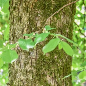 ULMUS GLABRA, VAR PENDULA, ULMACEAE, NORD CENTRO EUROPA