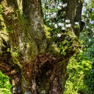 CASTANEA SATIVA - PIANTATA NEL 1700 CA - 5563