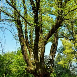 CASTANEA SATIVA - PIANTATA NEL 1700 CA - 5563