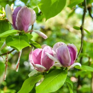 MAGNOLIA SOULANGEANA RUSTICA, RUBRA, MAGNOLIACEAE - 2686