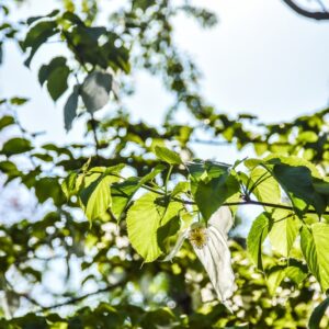 DAVIDIA INVOLUCRATA, CORNACEAE, CENTRO OVEST CHINA - 2689