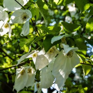DAVIDIA INVOLUCRATA, CORNACEAE, CENTRO OVEST CHINA - 2691