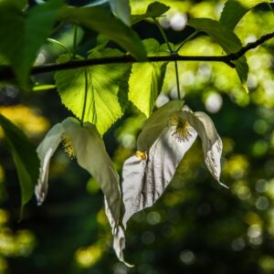 DAVIDIA INVOLUCRATA, CORNACEAE, CENTRO OVEST CHINA - 2692
