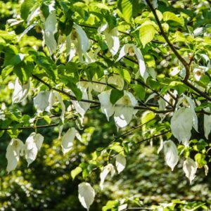 DAVIDIA INVOLUCRATA, CORNACEAE, CENTRO OVEST CHINA - 2694