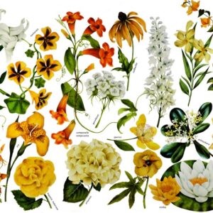 FIORI BIANCHI, FIORI GIALLI - VARIETÀ - 0404