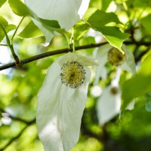 DAVIDIA INVOLUCRATA, CORNACEAE, CENTRO OVEST CHINA - 2695
