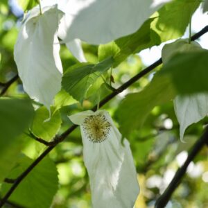 DAVIDIA INVOLUCRATA, CORNACEAE, CENTRO OVEST CHINA - 2696
