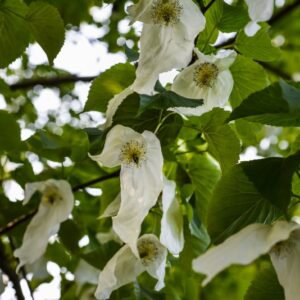 DAVIDIA INVOLUCRATA, CORNACEAE, CENTRO OVEST CHINA - 2697