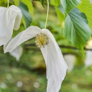 DAVIDIA INVOLUCRATA, CORNACEAE, CENTRO OVEST CHINA - 2698