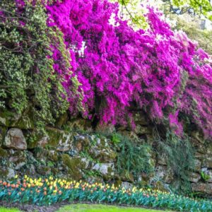 GIARDINO, GARDENING, TULIPA, TULIPANI, AZALEE - 2702