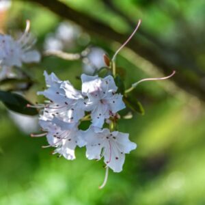 RHODODENDRON, YUNNANENSE, ERICACEAE, OVEST CHINA - 2704