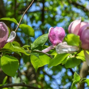 MAGNOLIA SOULANGEANA RUSTICA, MAGNOLIACEAE, RUBRA - 2706