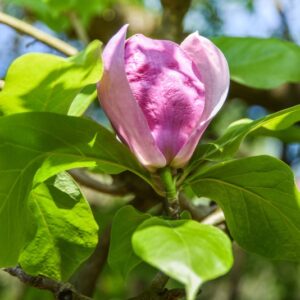 MAGNOLIA SOULANGEANA RUSTICA, MAGNOLIACEAE, RUBRA - 2707