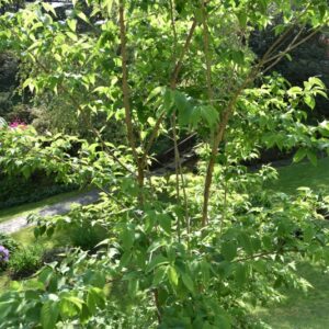 HEPTACODIUM, MICONOIDES, CAPRIFOLIACEAE, CHINA - 2709