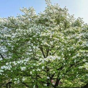 CORNUS, NUTTALII, CORNACEAE, USA - 2714