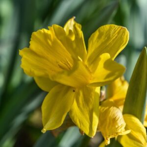 NARCISO, NARCISSUS, GOLD MEDAL, AMARYLLIADACEAE - 2719