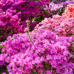 AZALEA, RHODODENDRUM, ERICACEAE
