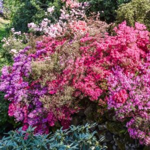 AZALEA, RHODODENDRUM, ERICACEAE
