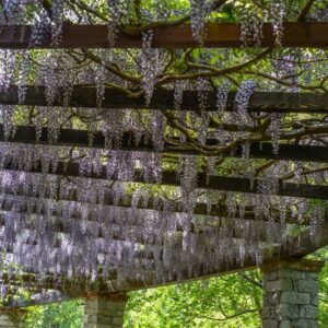 GLICINE, WISTERIA, FABACEAE - 2722