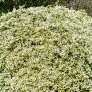 LOROPETALUM, CHINESE, HAMAMELIDACEAE, CHINA CENTRALE - 2726