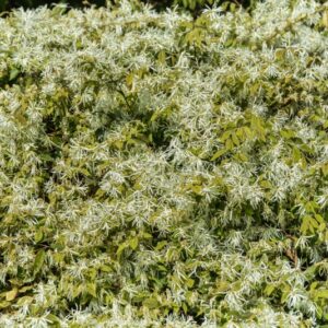 LOROPETALUM, CHINESE, HAMAMELIDACEAE, CHINA CENTRALE - 2727