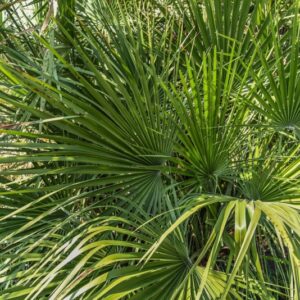 CHAMAEROPS, HUMILIS, PALMAE, MEDITERRANEO OCCIDENTALE - 2730