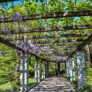 GLICINE, WISTERIA, SINENSIS, PROLIFIC, FABACEAE - 2731
