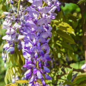 GLICINE, WISTERIA, SINENSIS, PROLIFIC, FABACEAE - 2733