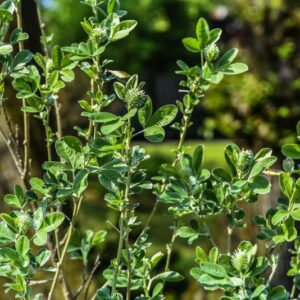 CYTISUS, BATTANDIERI, LEGUMINOSAE, MAROCCO - 2736