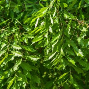ZELKOVA, VERSCHAFFELTII, ULMACEAE, EST ASIA