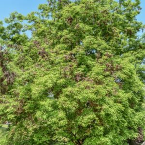ZELKOVA, VERSCHAFFELTII, ULMACEAE, EST ASIA