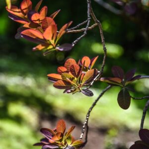 RHUS, COTINUS, ATROPURPUREA, ANACARDIACEAE, EUROPA, ASIA - 2741